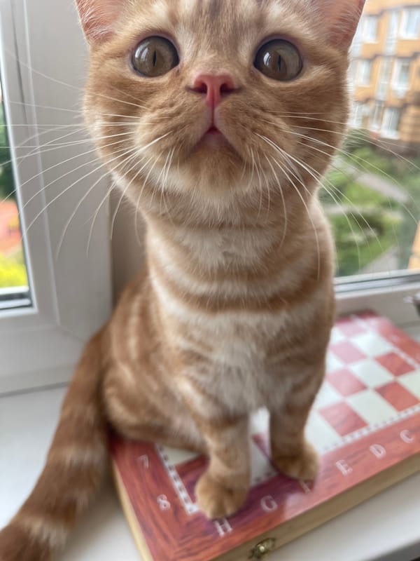 Cat sits on chessboard by window in Kommunarka