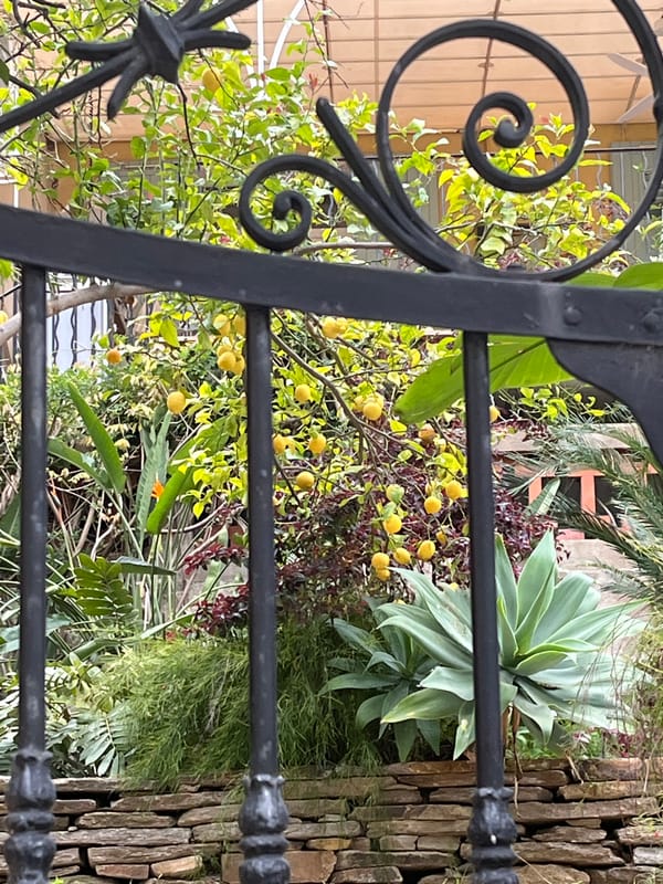 Garden scene with lemon tree observed through decorative gate