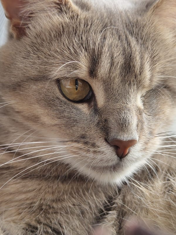 Close-up portraits of a tabby cat from multiple angles