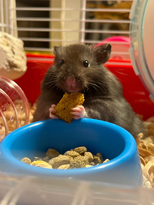 Hamster works through a snack session from multiple angles