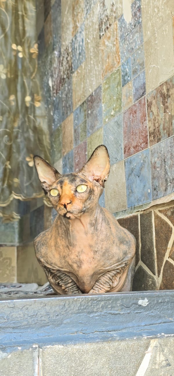 Sphynx cats lounge on ledges in Baku