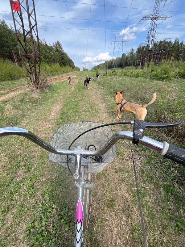 Cyclist takes dogs on rural bike ride in Nizhny Tagil