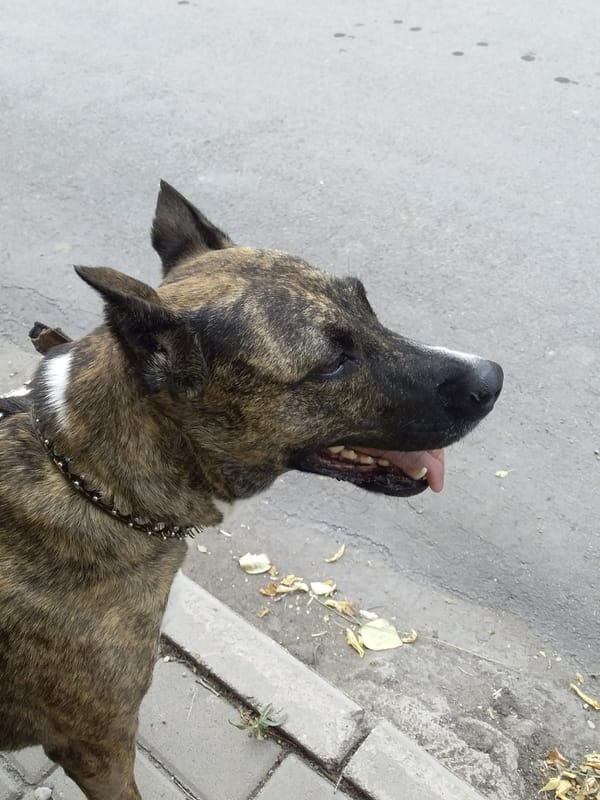 Brindle mastiff-type dog out on a walk in Saran, Kazakhstan