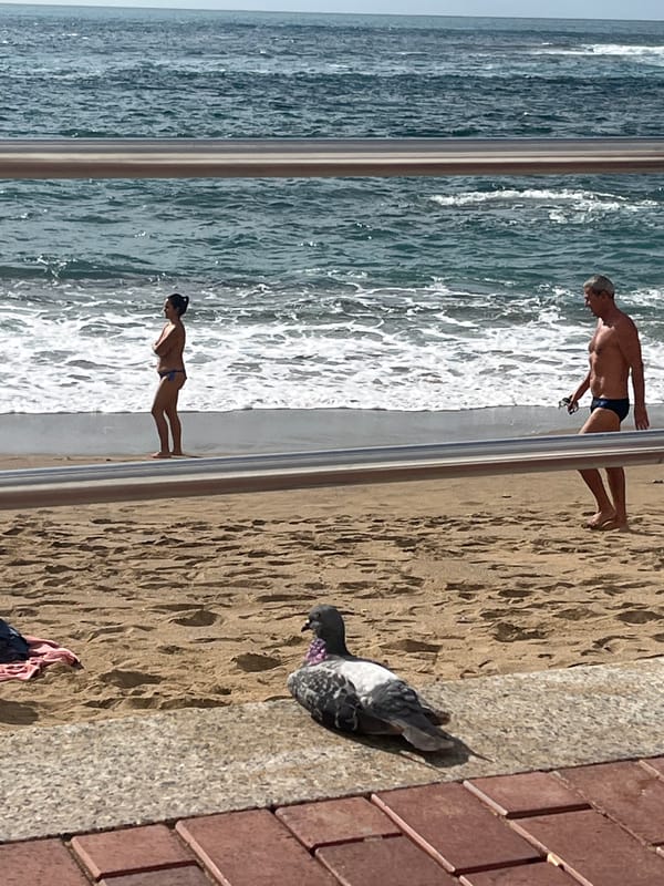 Pigeon rests on Las Palmas beach during sunny afternoon