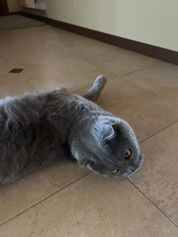 Grey cat lounging on a tiled floor in Pazardzhik