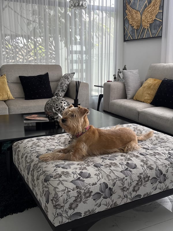 Dog rests in Mexican home with orchid plant