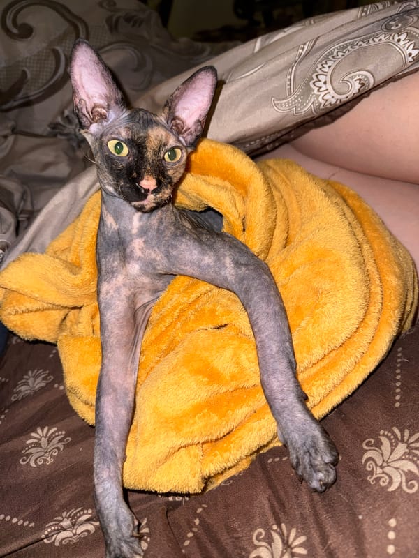 Sphynx Cat Photographed Wrapped in Yellow Blanket