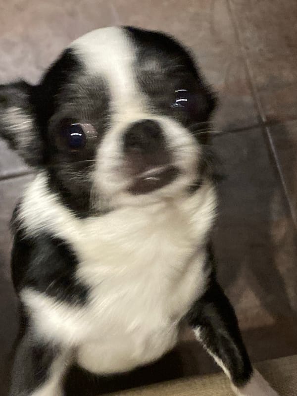 Chihuahua and aquatic frogs hanging out at home