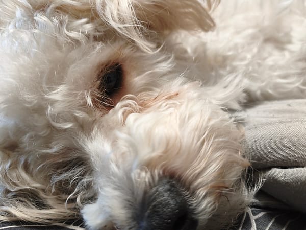 Morning crafting session with sleeping white dog documented