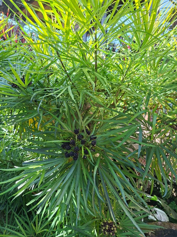 Morning garden walk documented in tropical Ubud, Indonesia