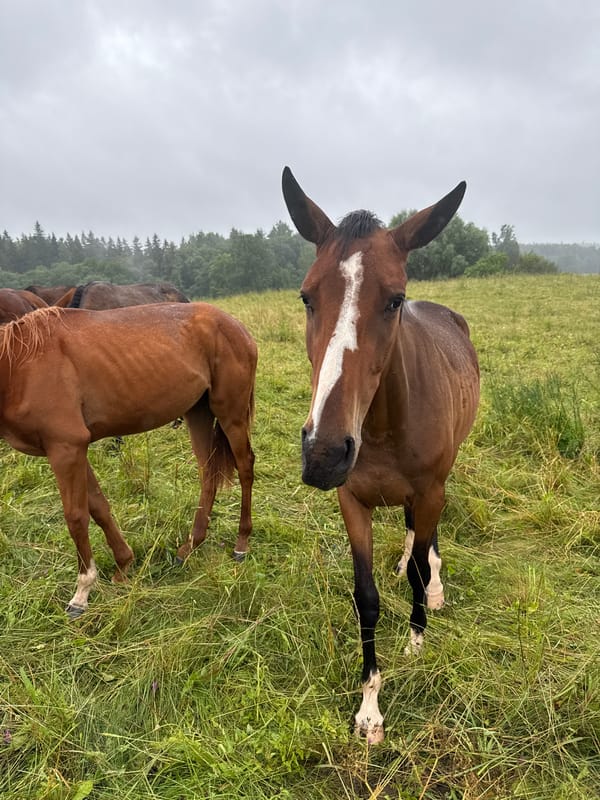 Horses graze in a wildflower field in rural Lithuania