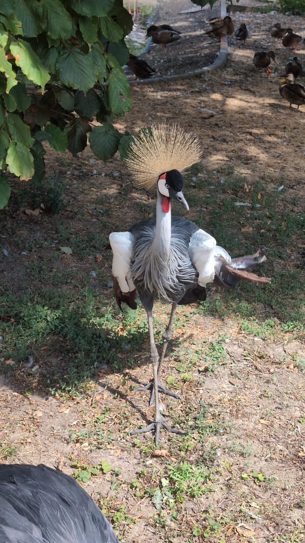 Crowned crane and white stork spotted in Bobenheim-Roxheim