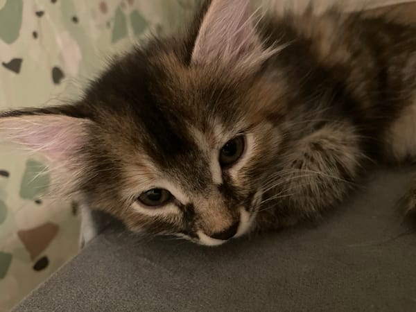 Tabby cat and kitten relaxing at home, multiple close-ups