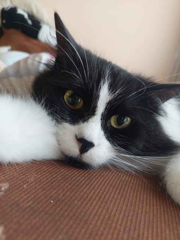 Morning pet portraits captured in Plovdiv homes