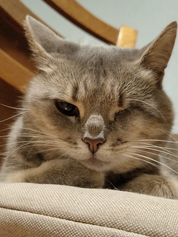 Cats being cats: close-ups, naps, and a litter of kittens