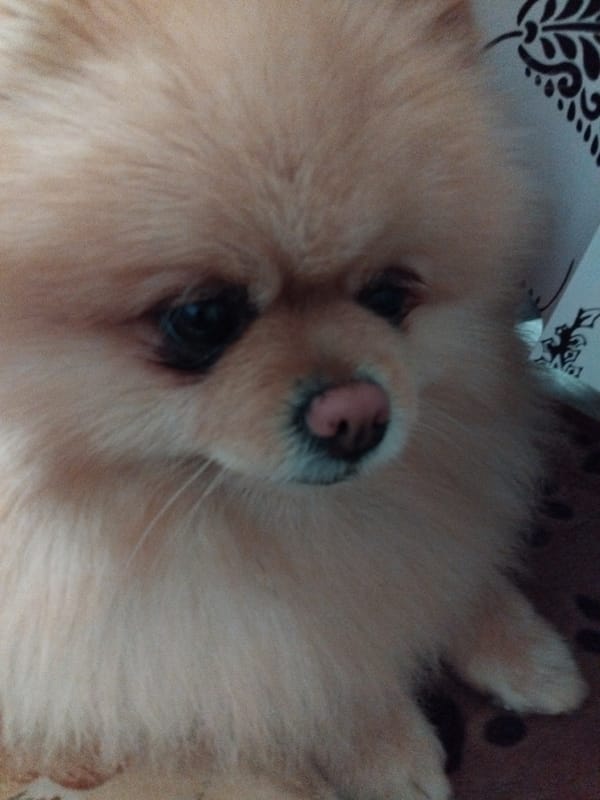 Pomeranian dog photographed in candid moments in Apriltsi, Bulgaria
