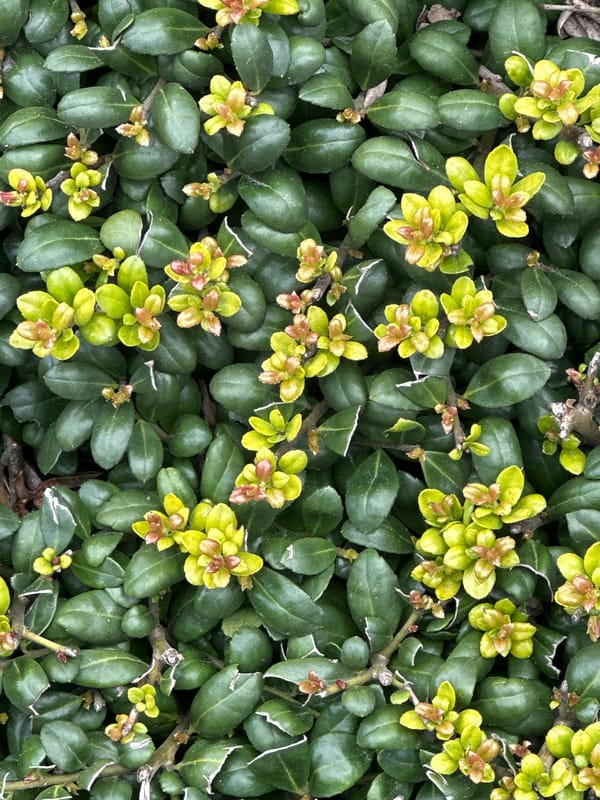 Close-up photos document everyday scenes in Coquitlam evening