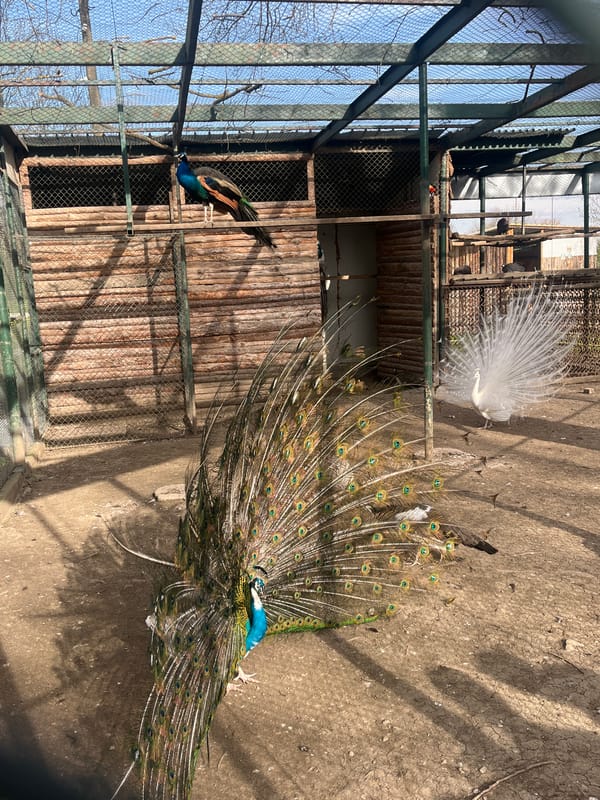 Zoo animals and local wildlife documented in Pavlikeni, Bulgaria