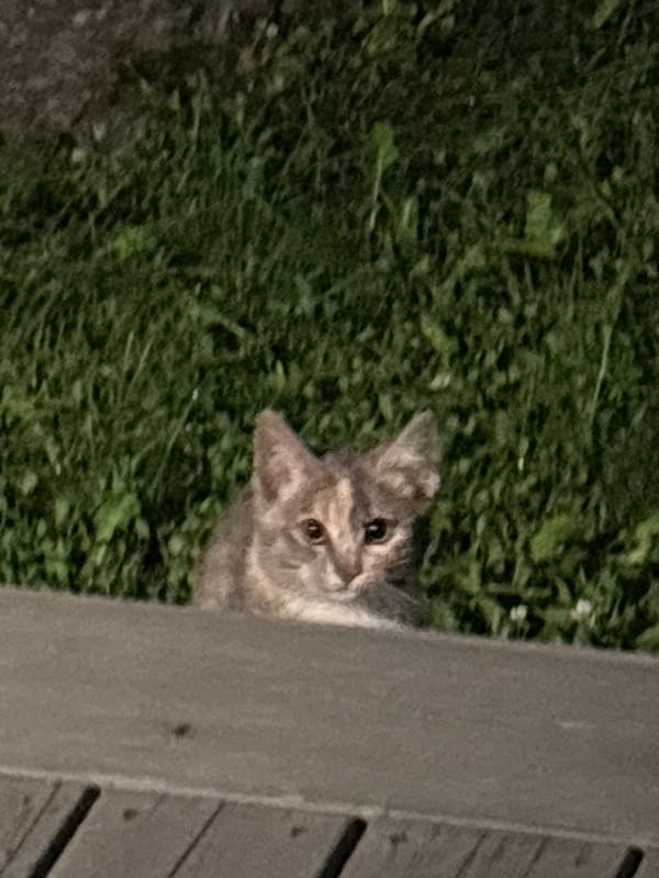 Cats eating and lounging on a backyard deck in Zvenigorod
