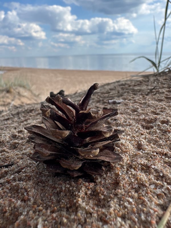 Camping group documents hour-long beach outing in Russian forest