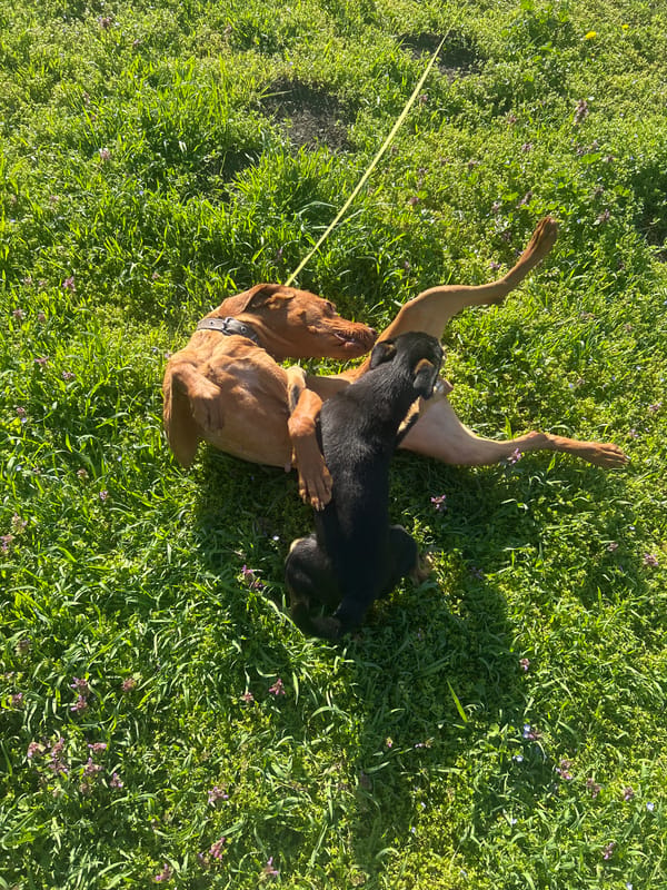 Dogs play in flower-scattered grass in Bulgarian village