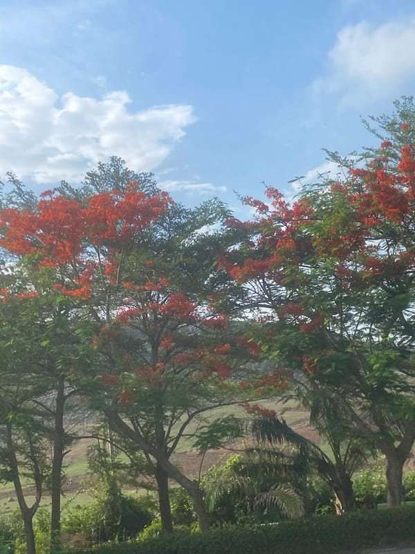 Morning scenes captured in residential neighborhood with flowering trees