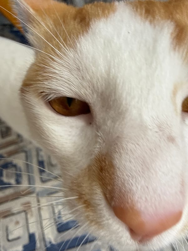 Cat spotted playing and resting in Alanya home