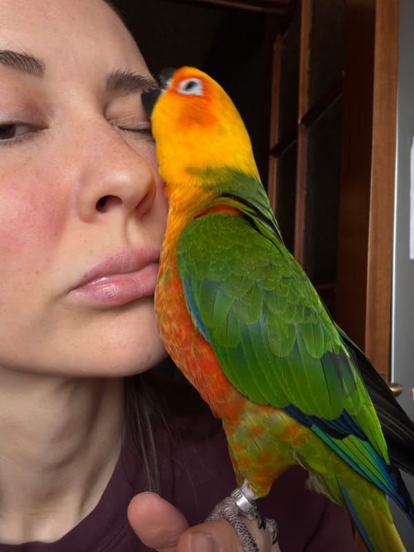 Morning domestic scenes with parrot captured in Khimki home