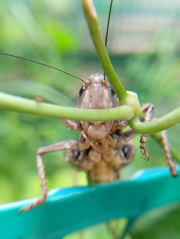 Macro morning: insects, flowers, and a sleeping cat in Russia