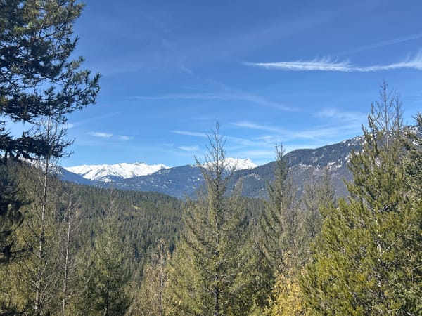 Witness documents Whistler forest landscape in British Columbia