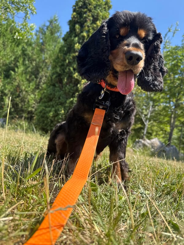 Cocker Spaniel plays outside with orange leash and blue ball