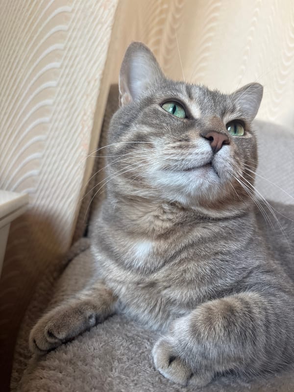 Woman's morning routine documented in Russian home with cat