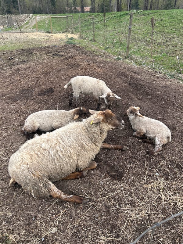 Farm sheep observed in wooden enclosures in Pemberton