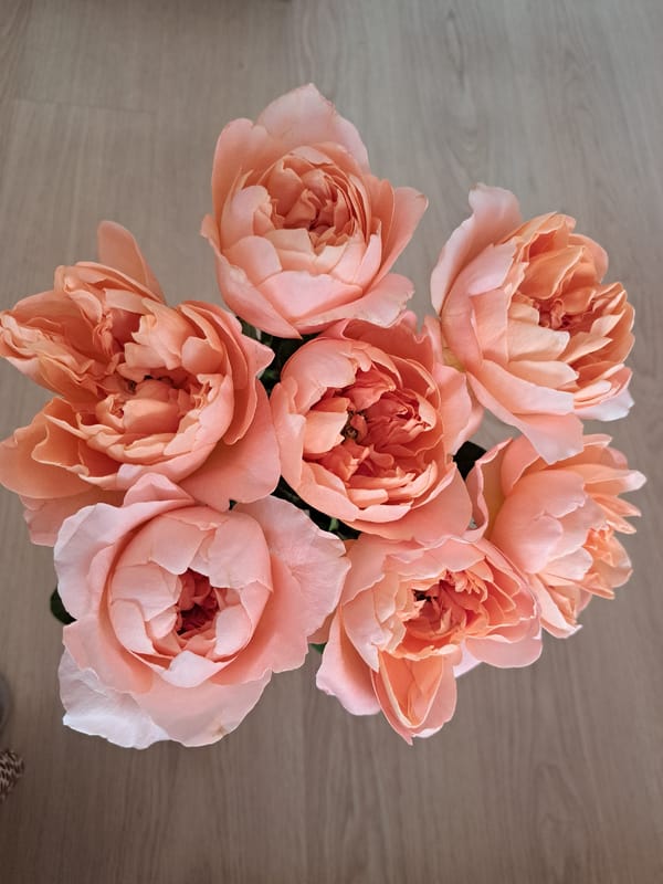 Peach roses and selfies from an Irkutsk morning