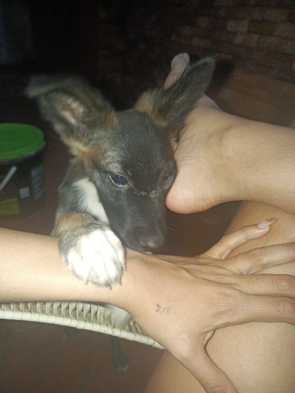 Puppy documented in domestic scenes across Juan Griego, Venezuela