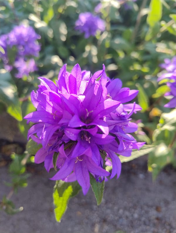 Summer wildflowers bloom in Ukrainian city gardens