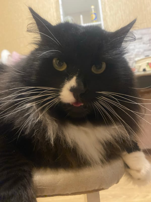Cat and pedestrian captured in separate photos same location