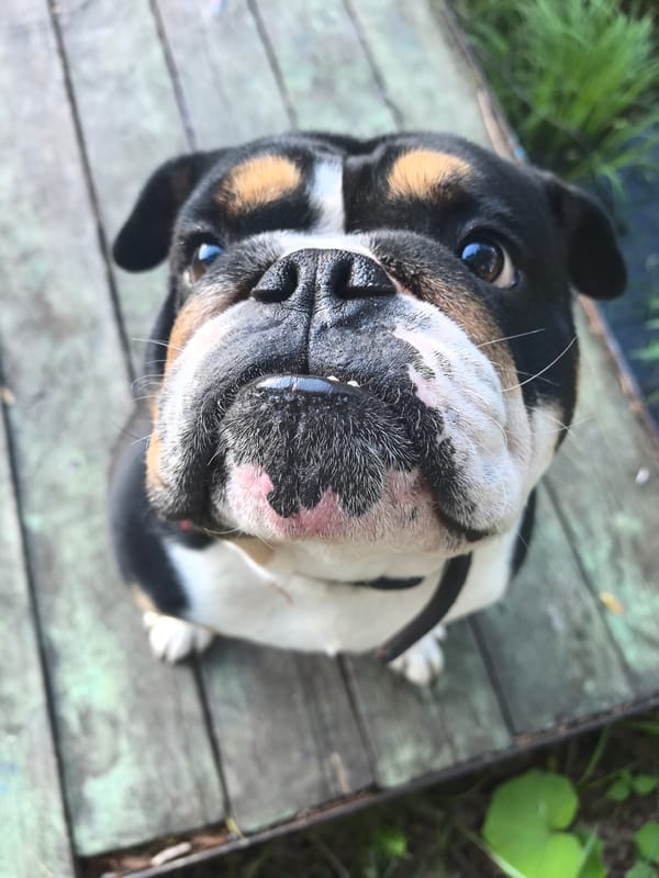 Tri-color English Bulldog photographed on wooden deck in Russia