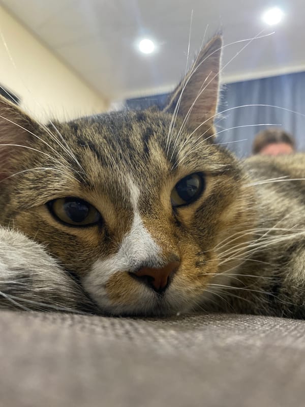 Lazy afternoon with a tabby cat and a quick selfie
