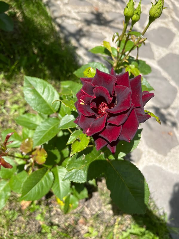 Domestic scenes: blooming rose, exercise bike, washing machine documented