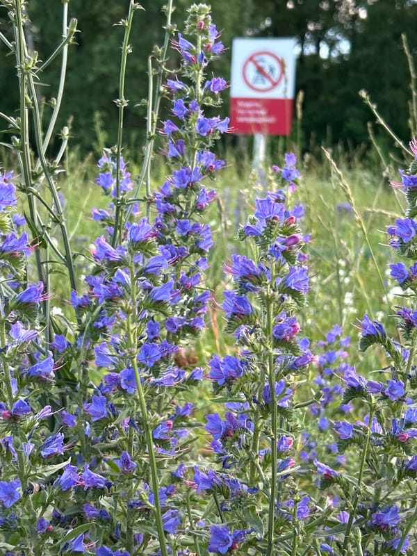 Wildflowers and a stone monument in Medvedevo, Russia