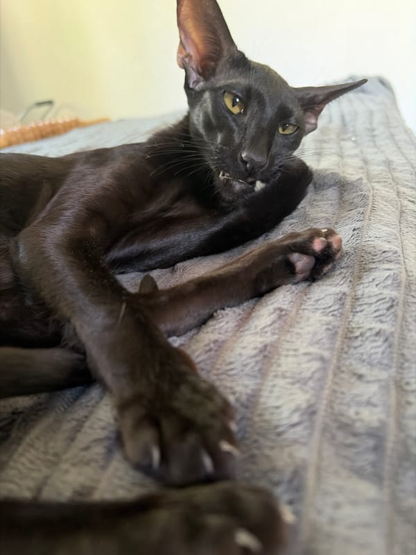 Cat and clay sculpture moments captured in Chaikovsky