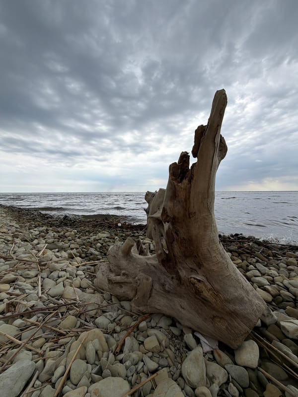 Morning shoreline visit documented near Kamyshin, Russia