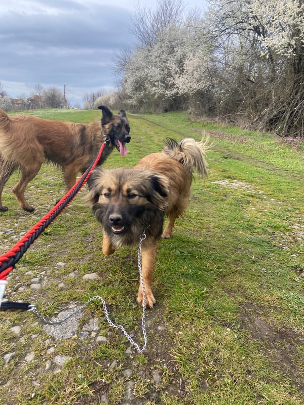 Dogs walked on rural path amid spring blooms in Bulgaria