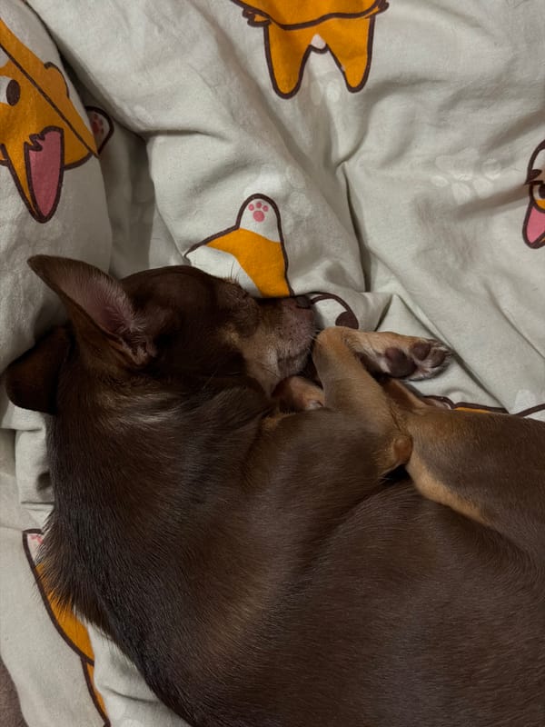 A quiet evening in: selfies, jewelry, a sleeping dog, and memes.