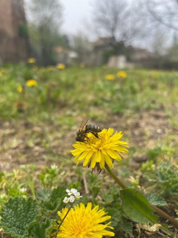 Bee forages on dandelion in Popovo, Bulgaria