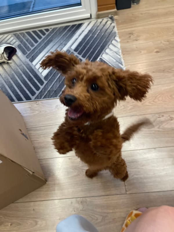 Afternoon pet adventures documented across Sofia neighborhoods and home