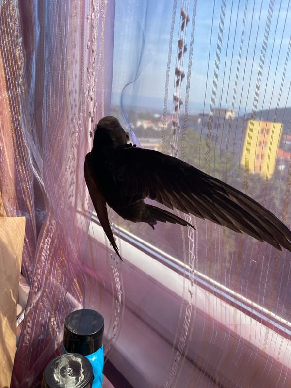 Swift lands on Bílina balcony as curious cat looks on