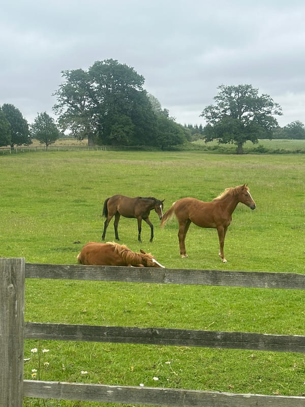 Three horses spotted in field near Chichester