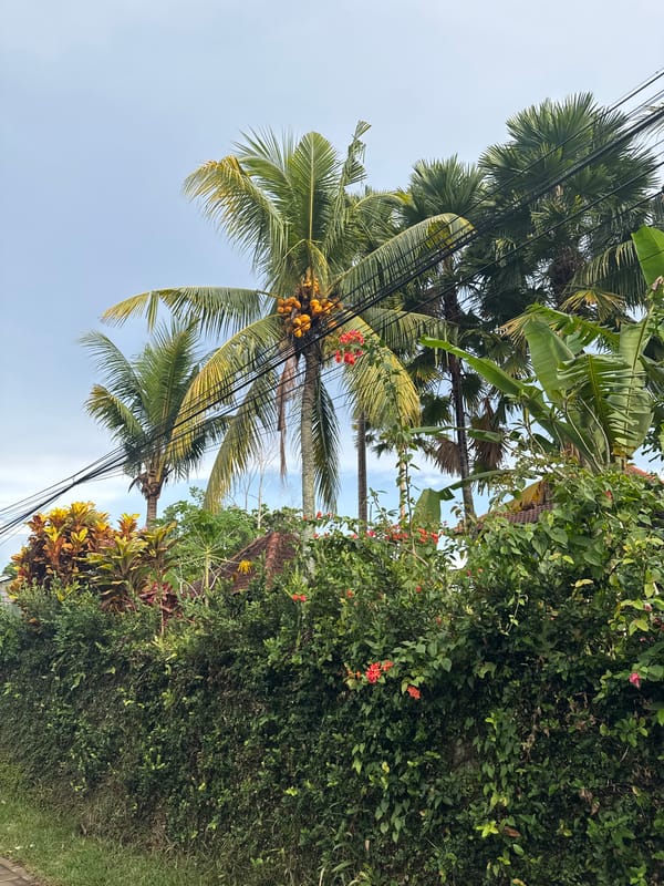 Tourist captures tropical Bali scenes in Ubud District